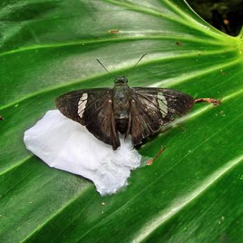 Chrysoplectrum orphne