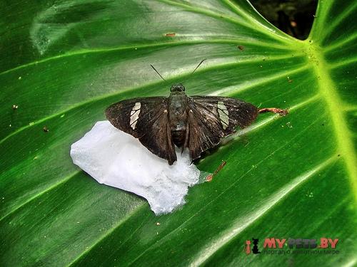 Chrysoplectrum orphne