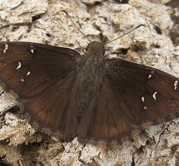 Thorybes mexicana