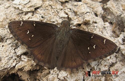 Thorybes mexicana