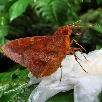 Talides alternata