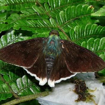 Ridens tristis