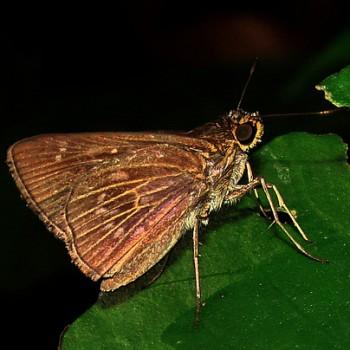 Papias ignarus