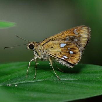 Scobura woolletti