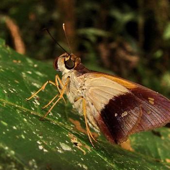 Saliana morsa