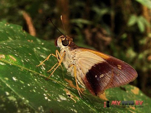 Saliana morsa