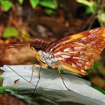 Tellona variegata