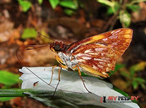 Tellona variegata