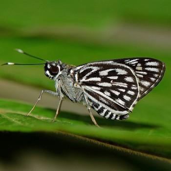 Plastingia naga