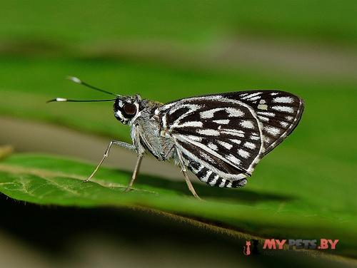 Plastingia naga