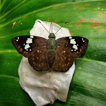 Celaenorrhinus bifurcus