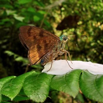 Astraptes chiriquensis