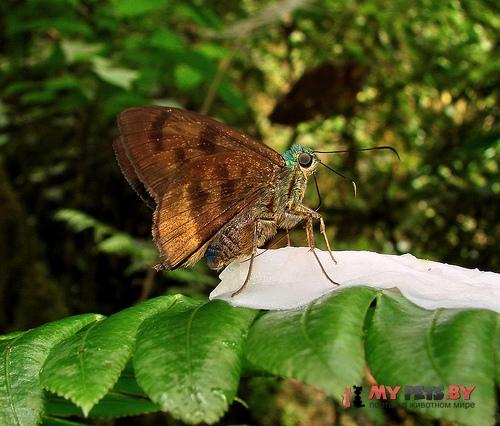 Astraptes chiriquensis