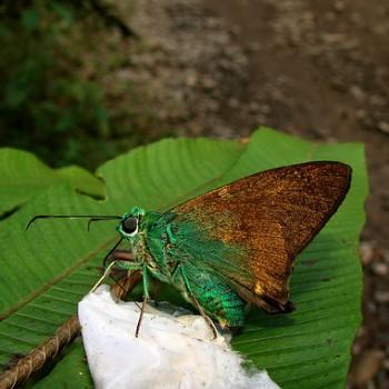Astraptes talus