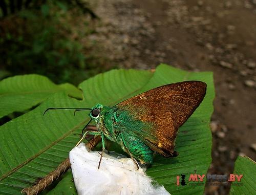 Astraptes talus