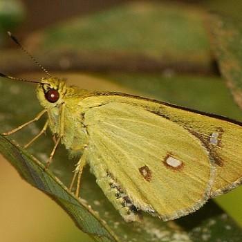 Scobura isota
