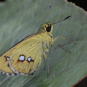 Scobura cephala