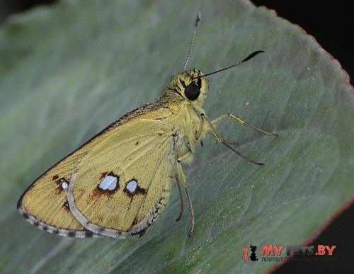 Scobura cephala