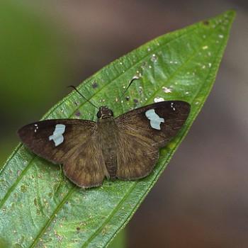 Celaenorrhinus asmara
