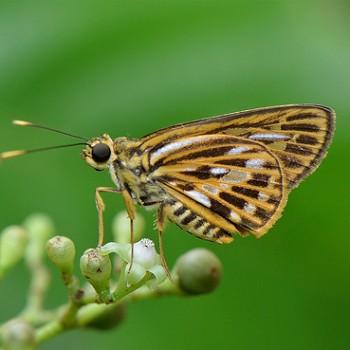 Pyroneura latoia