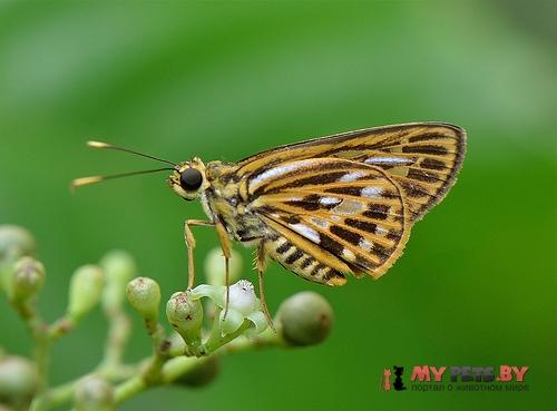 Pyroneura latoia