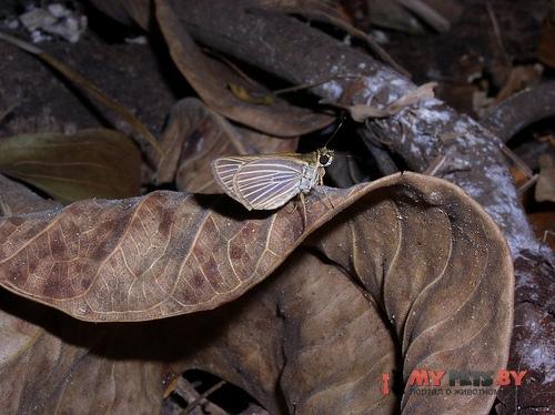 Parphorus decora