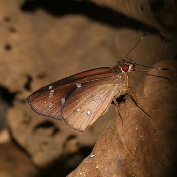 Orphe gerasa