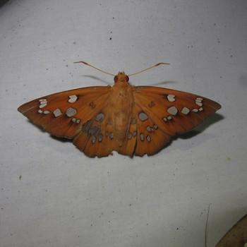 Dyscophellus sebaldus