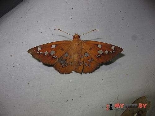Dyscophellus sebaldus