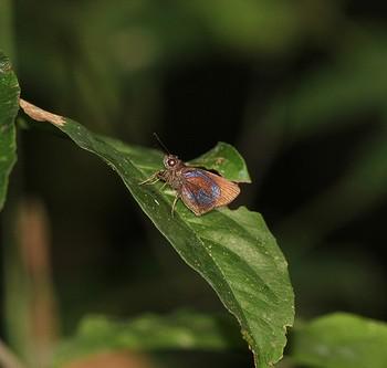 moeris submetallescens