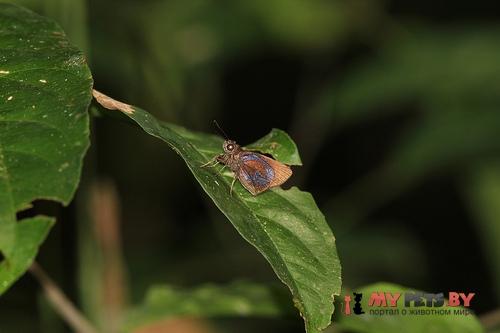 Moeris submetallescens