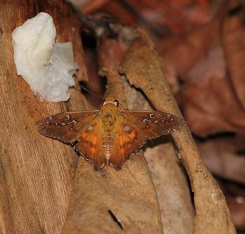 Heronia labriaris