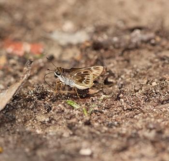 Tirynthoides virilis