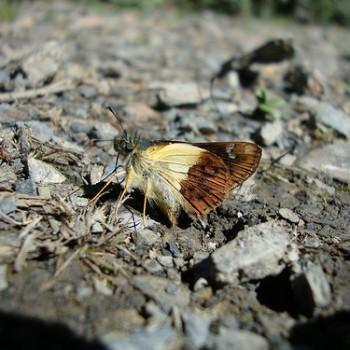 Dalla dimidiatus