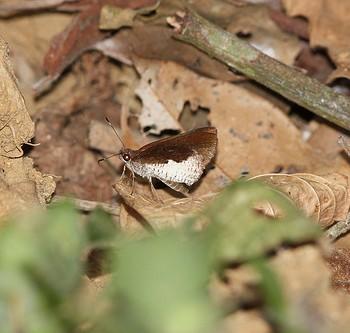 Synapte lutulenta