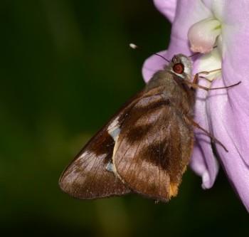 Perichares colenda