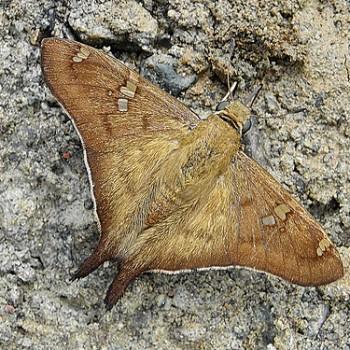 Polythrix octomaculata