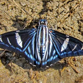 Phocides thermus