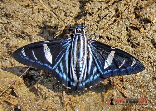 Phocides thermus