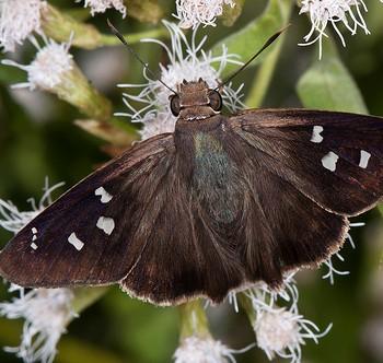 Polygonus leo