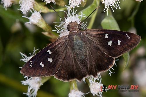 Polygonus leo