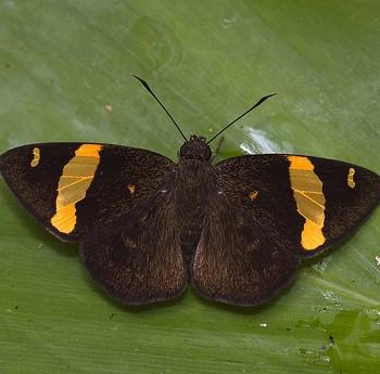 Celaenorrhinus cameroni