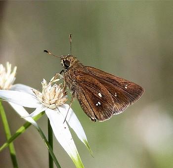 Oligoria maculata