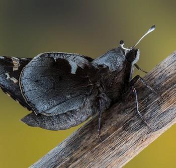 Megathymus yuccae