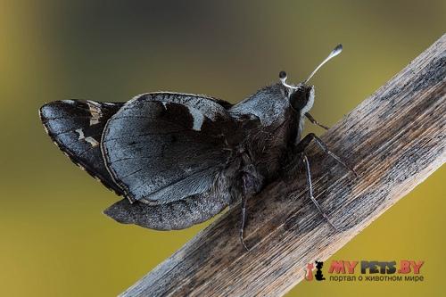 Megathymus yuccae