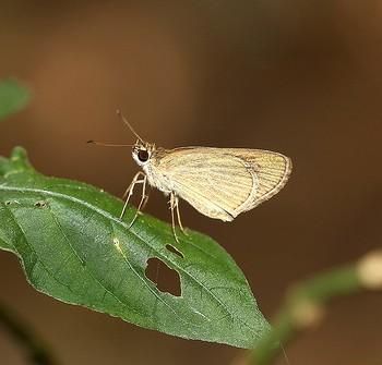 Suada albolineata