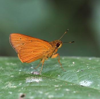 Xanthoneura corissa