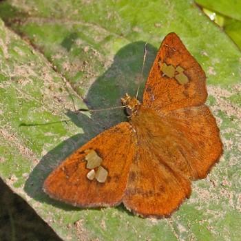 Capila phanaeus