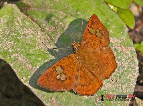Capila phanaeus