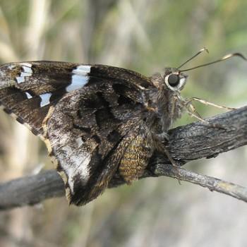 Codatractus arizonensis